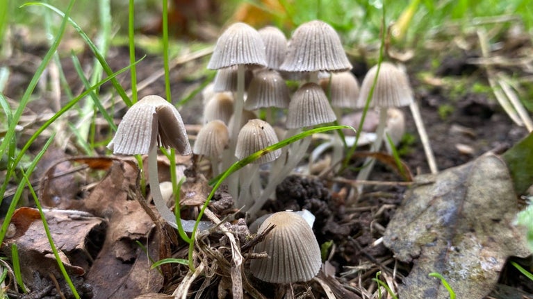 Bonnet fungi in fallen leaves at Foremark, Derbyshire